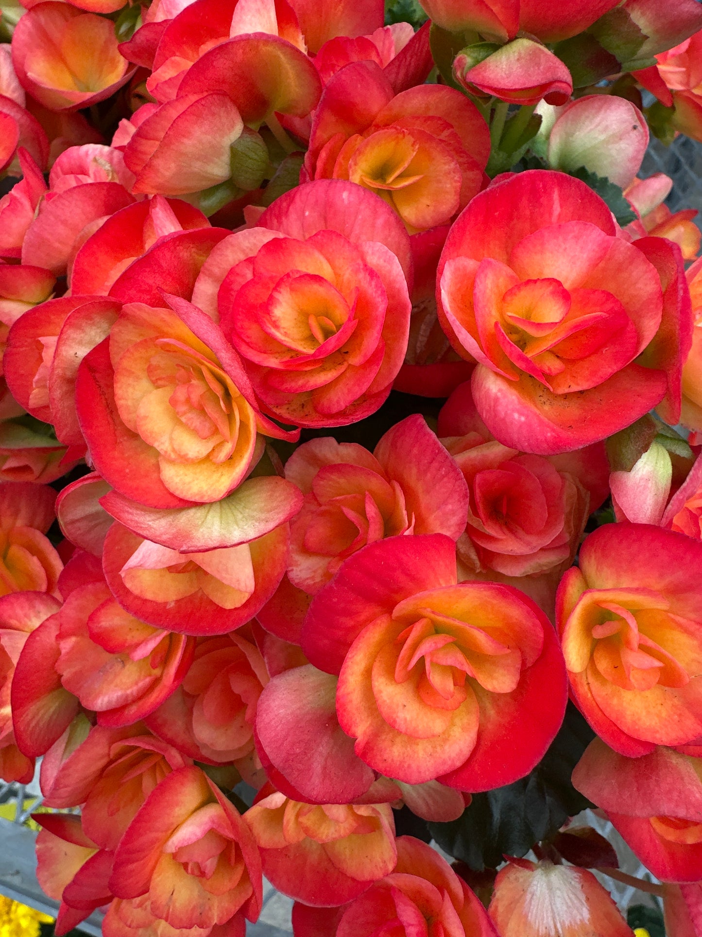 BEGONIA REIGER CARNEVAL - 10'' HANGING BASKET