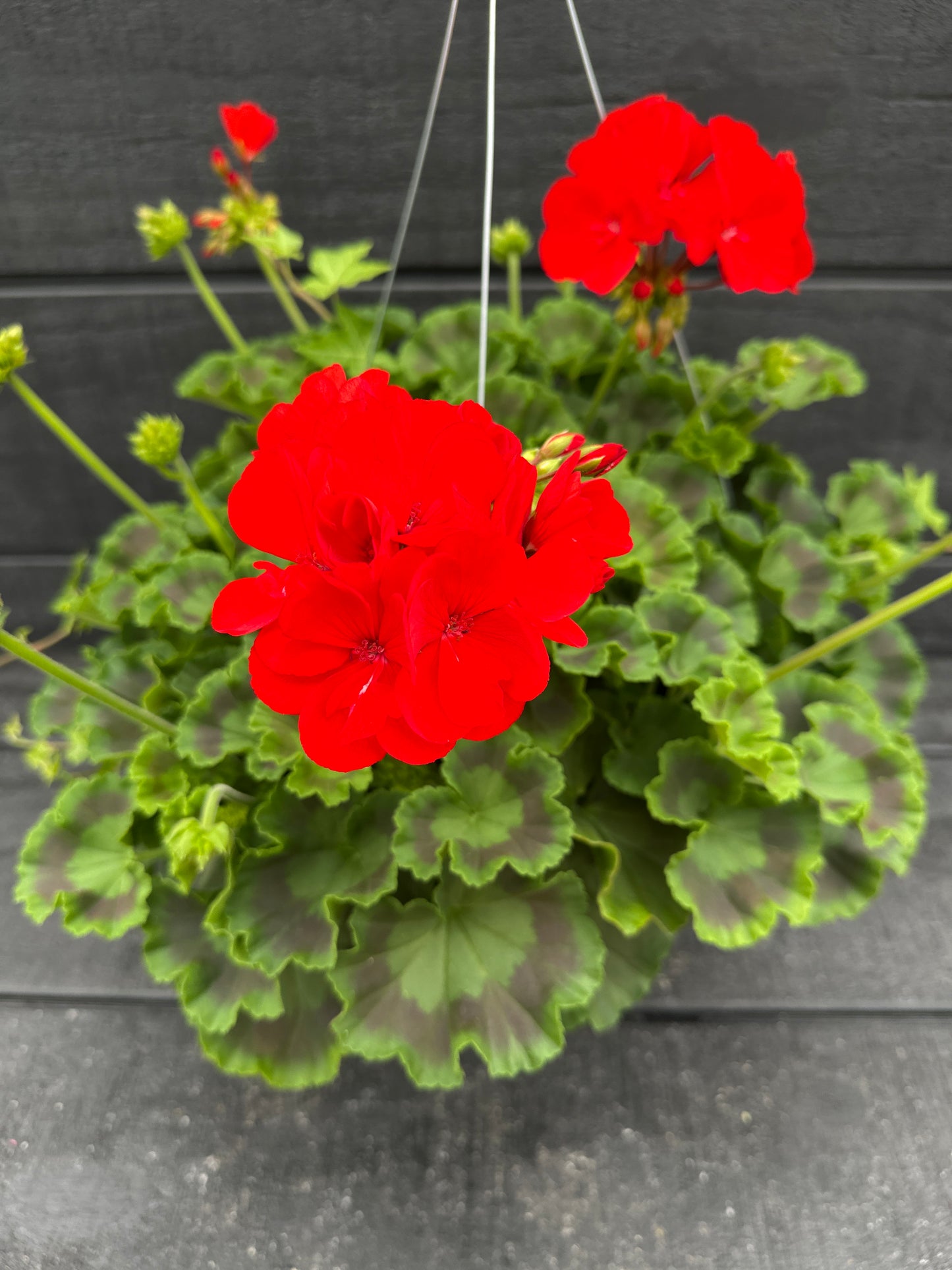 BASKET #46 - 10" HANGING BASKET