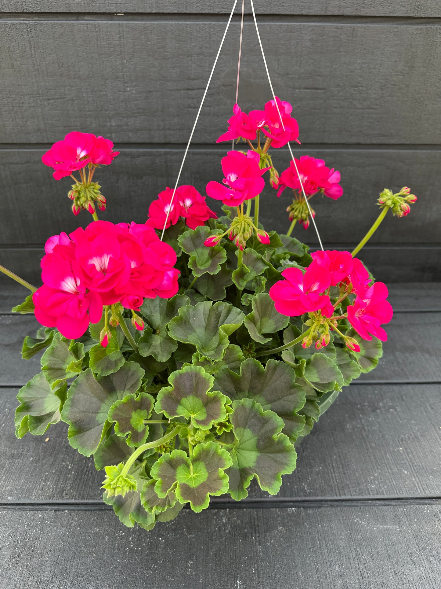 GERANIUM CALLIOPE MEDIUM HOT ROSE - 10" HANGING BASKET