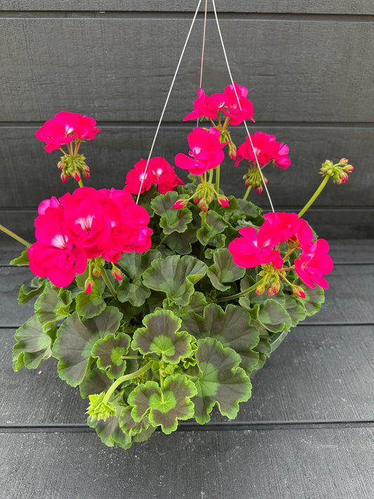 GERANIUM CALLIOPE MEDIUM HOT ROSE - 10" HANGING BASKET