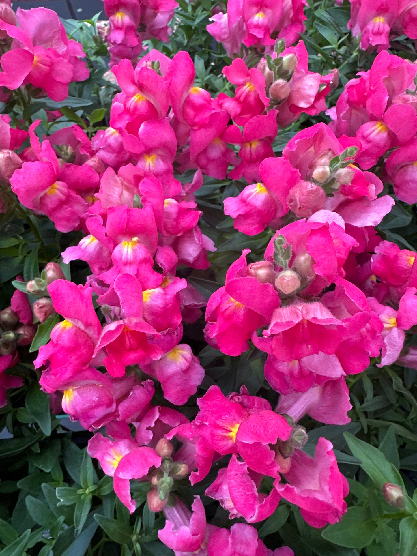 SNAPDRAGON SNAPSHOT ROSE - FLAT OF 48 PLANTS