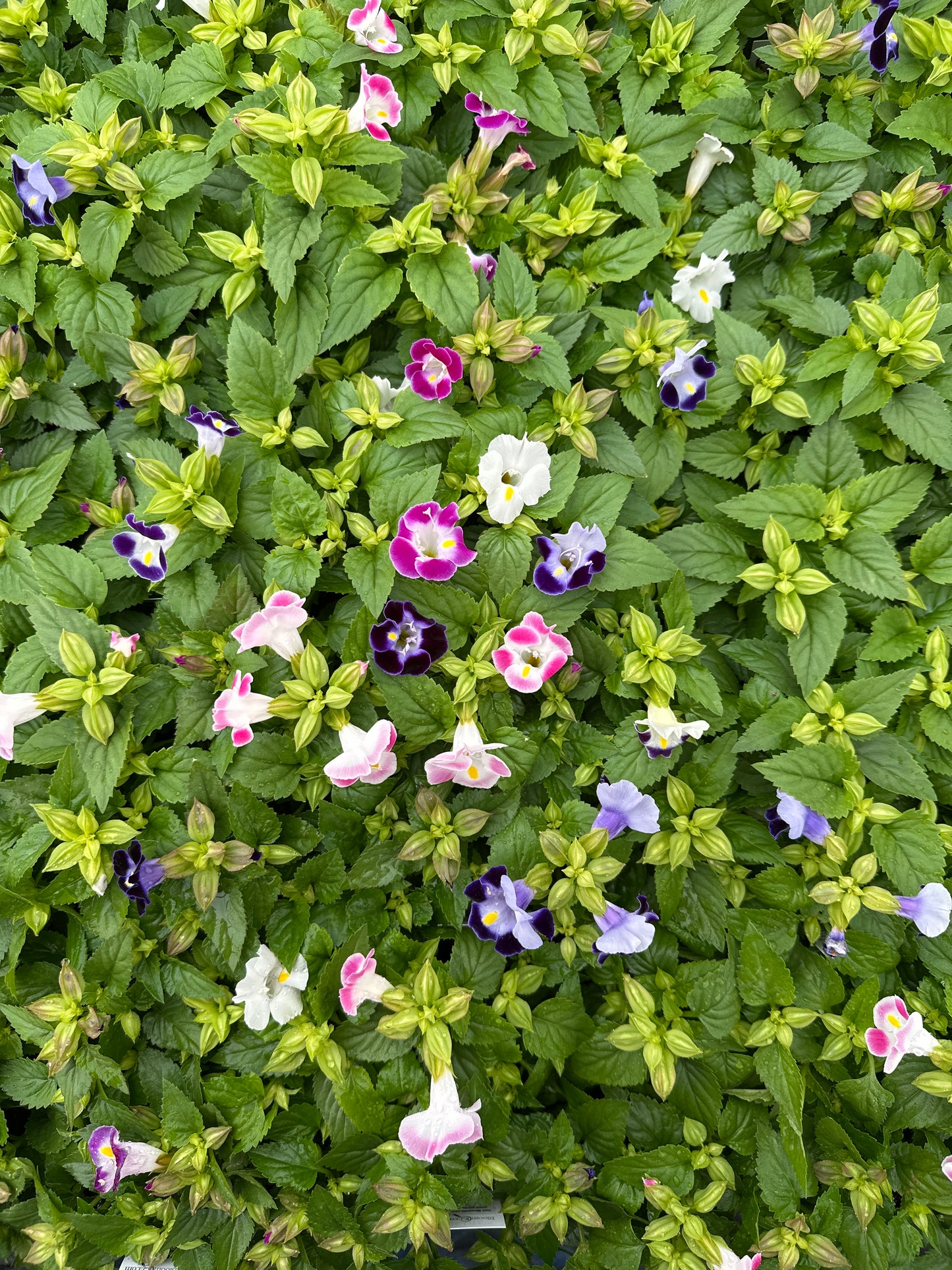 TORENIA HI-LITE MIX - FLAT OF 48 PLANTS