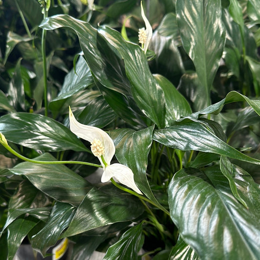 Peace Lily 5"