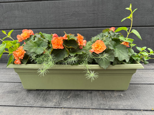 COMBO #17 - 24'' WINDOW BOX