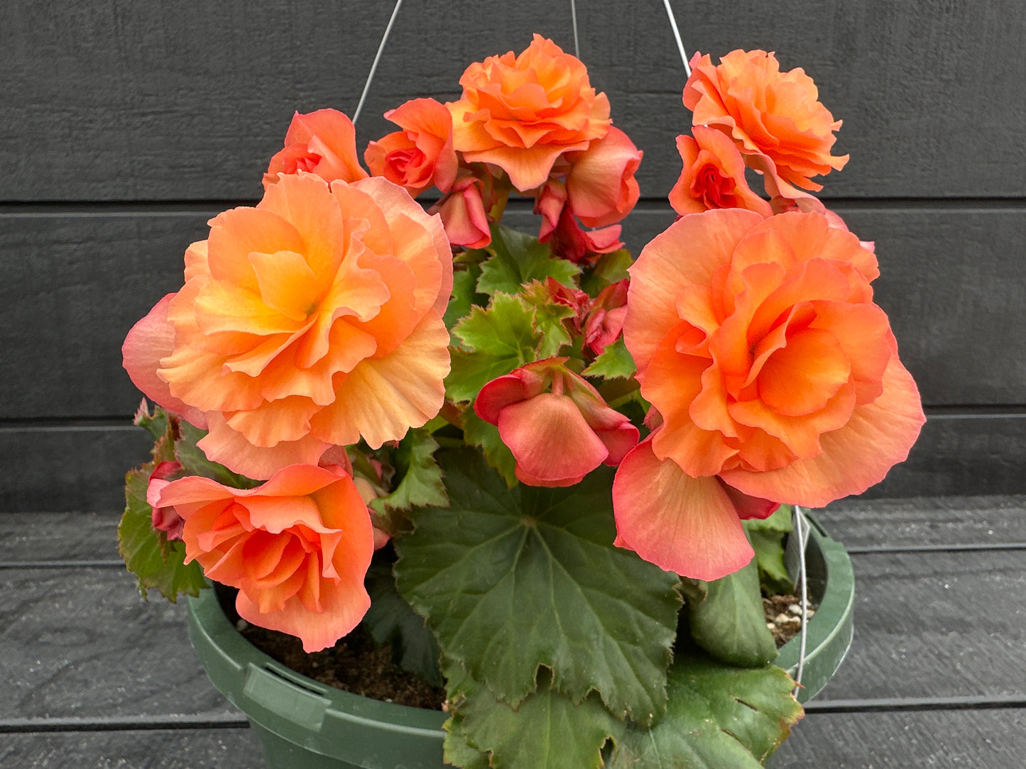 BEGONIA SOLENIAS APRICOT - 10'' HANGING BASKET