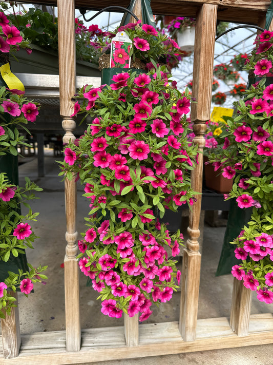 CALIBRACHOA CABARET HOT PINK - FLOWER BAG
