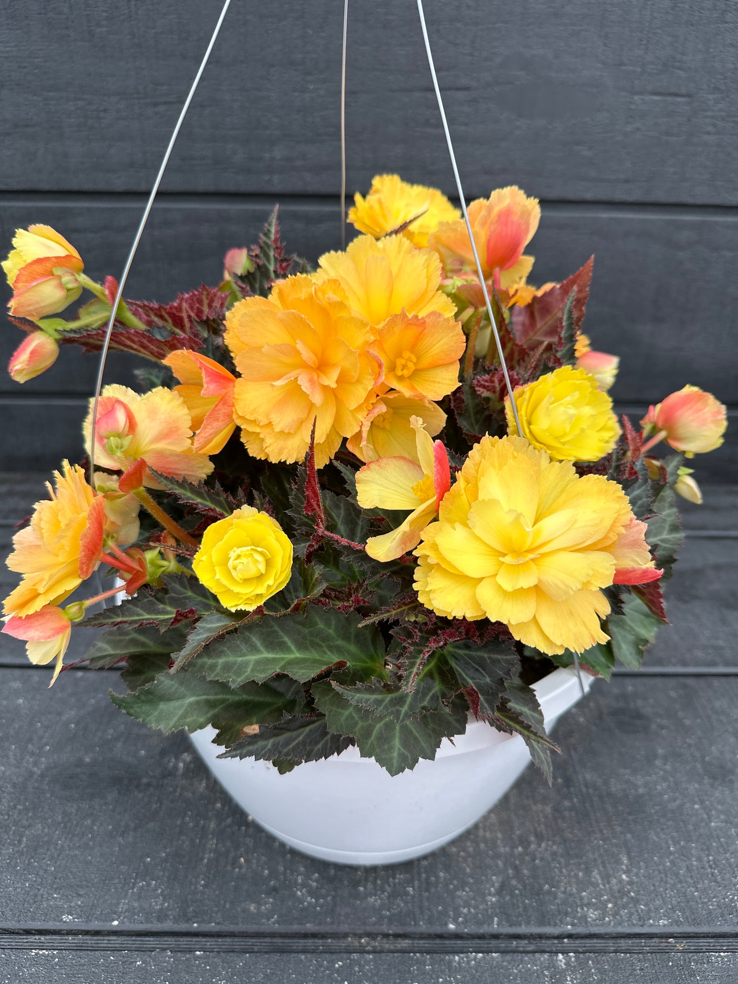 BEGONIA ICONIA PORTOFINO CITRIX - 10" HANGING BASKET