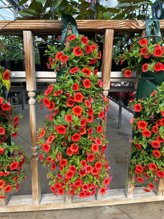 CALIBRACHOA CABARET ORANGE - FLOWER BAG