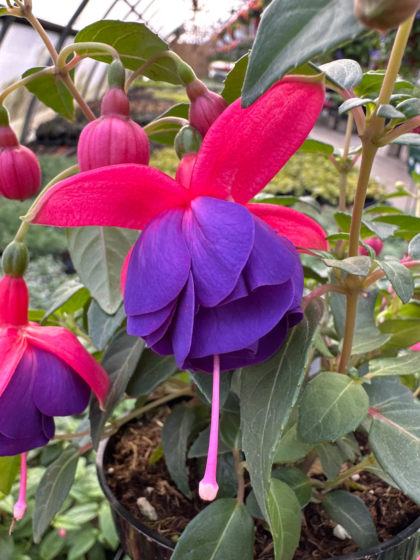 FUCHSIA DARK EYES - 4'' POT