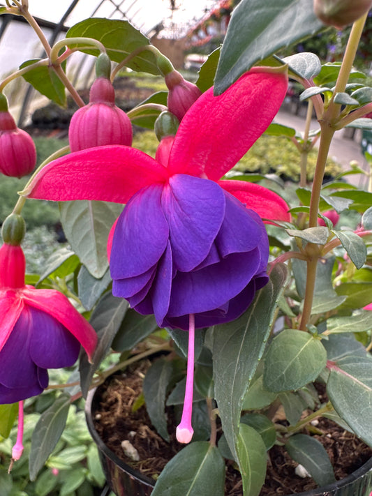 FUCHSIA DARK EYES - 4'' POT