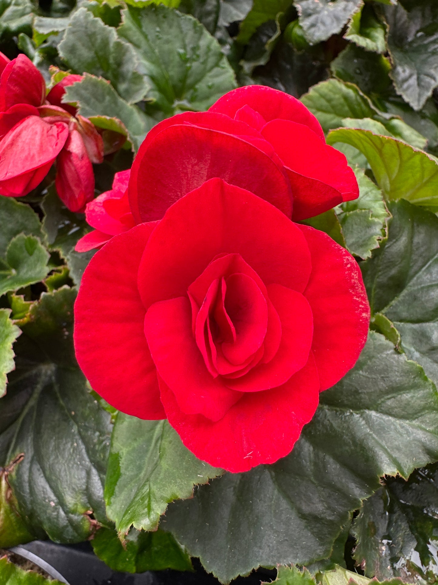 BEGONIA REIGER BALADIN - 4'' POT