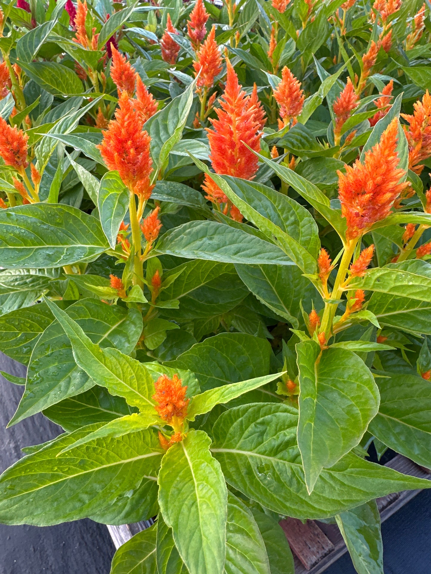CELOSIA FRESH LOOK ORANGE - JUMBO 6 PACK