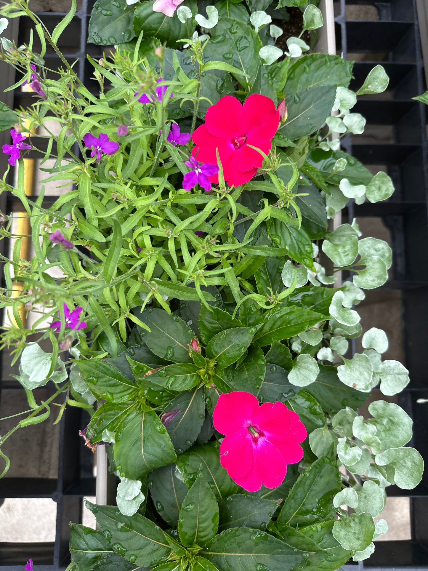 COMBO #8 - 30'' WINDOW BOX