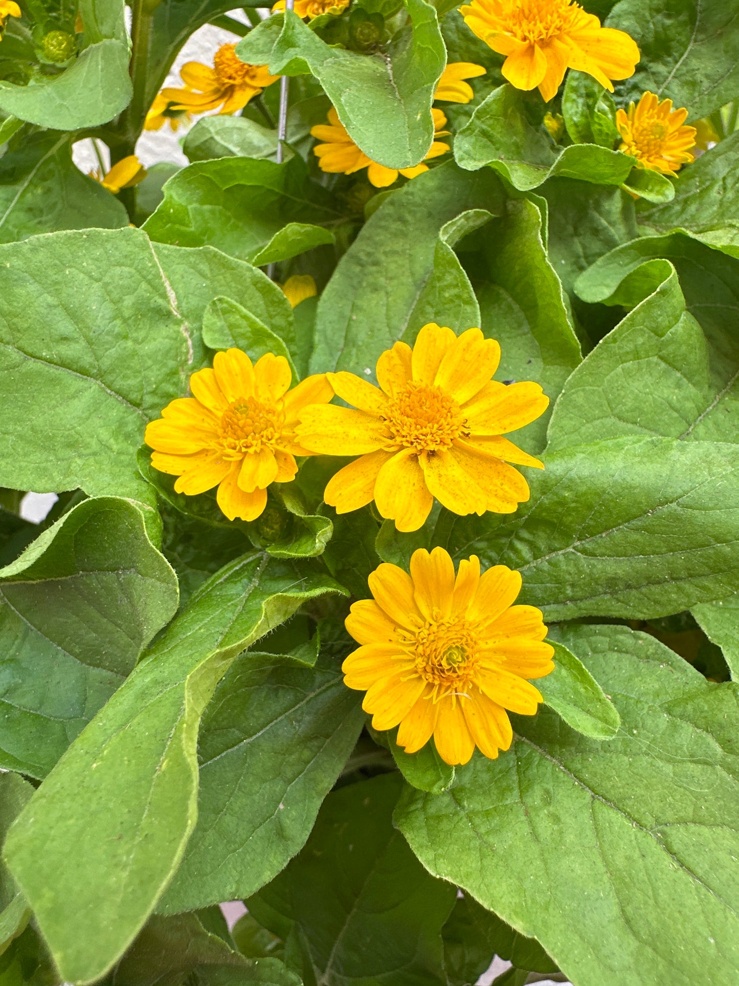 MELAMPODIUM JACKPOT GOLD - 8" HANGING BASKET