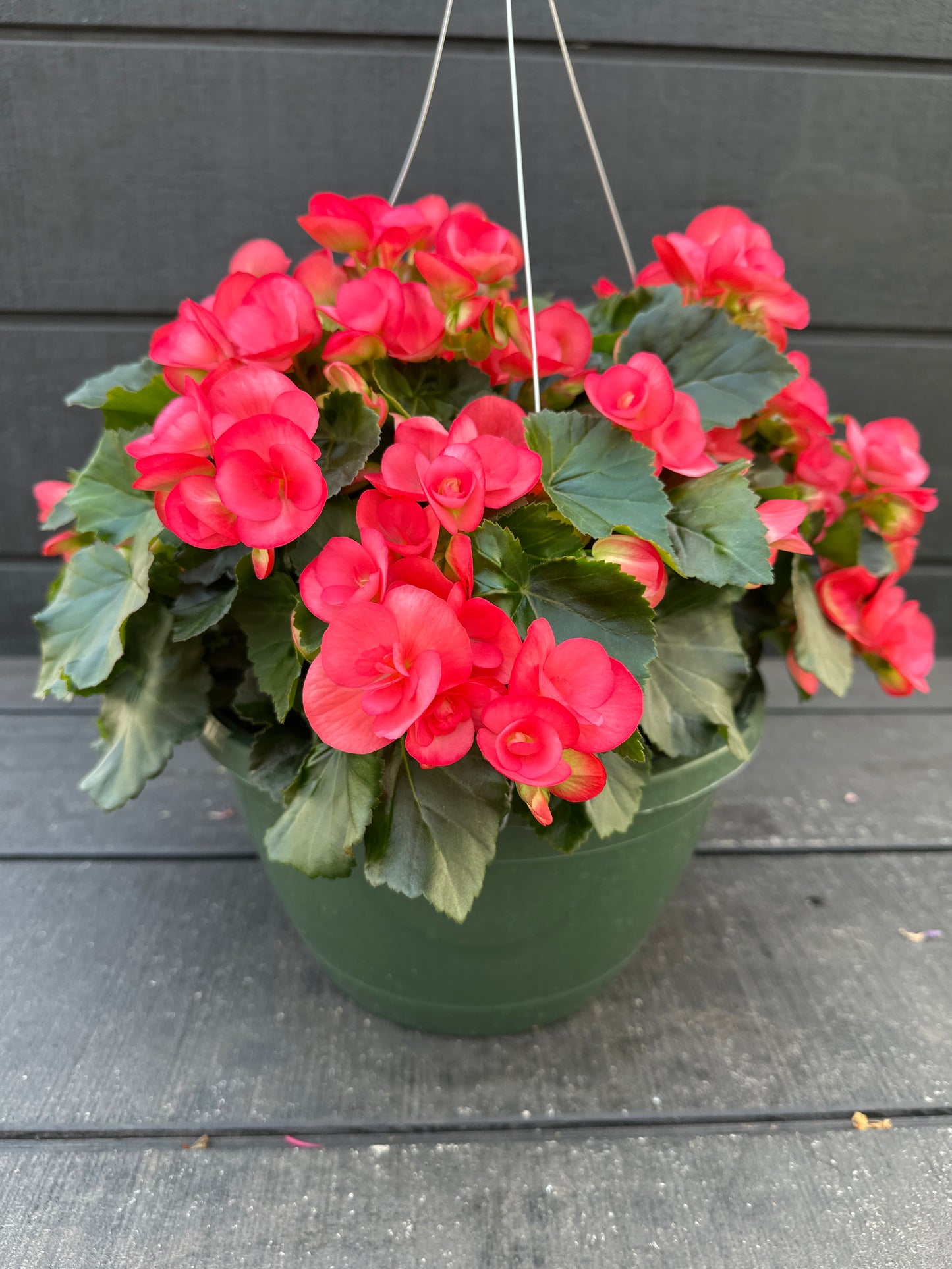 BEGONIA REIGER NETJA DARK - 10'' HANGING BASKET