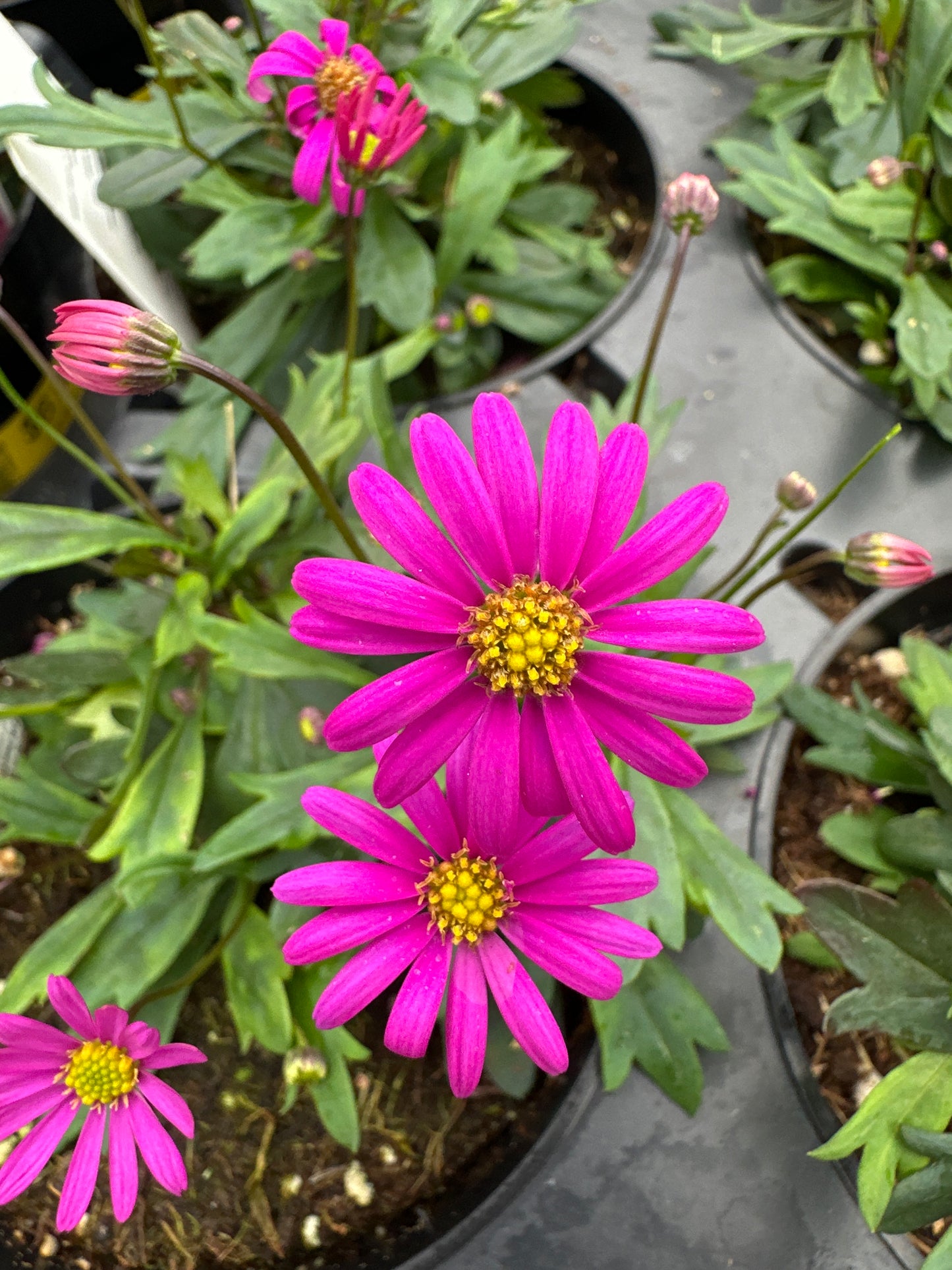 BRACHYSCOME RADIANT MAGENTA - 4" POT