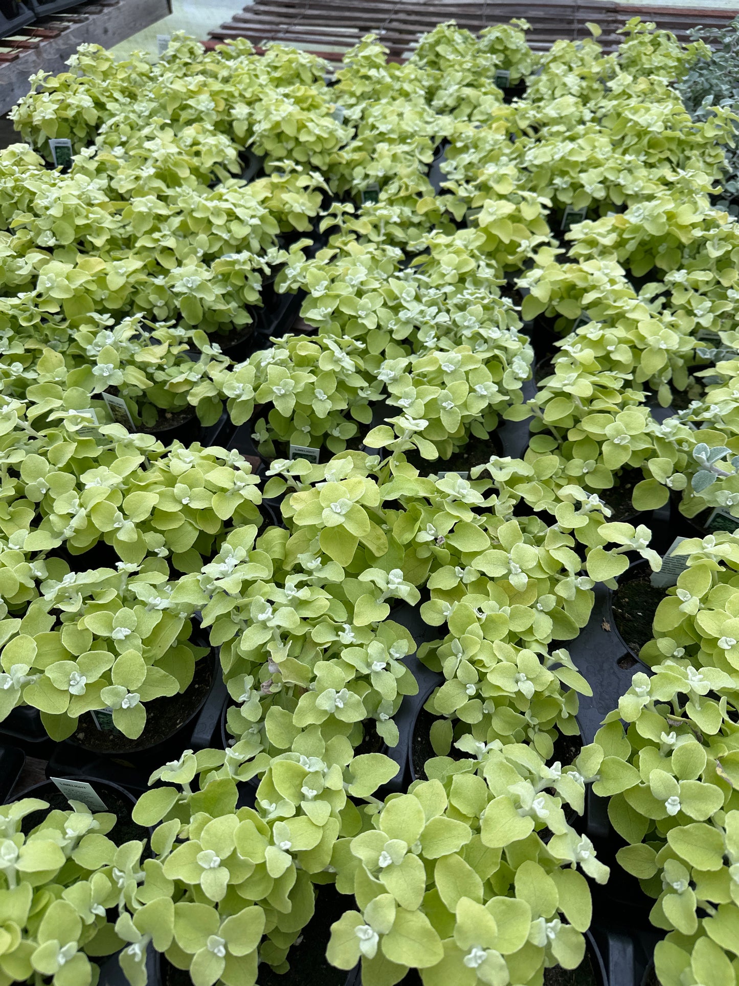 HELICHRYSUM LICORICE LIMELIGHT - 4" POT