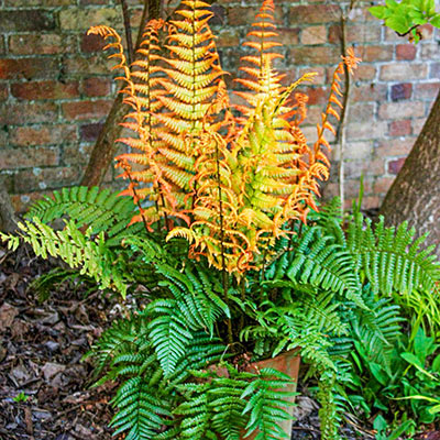 Fern dryopteris 'Jurassic Gold'