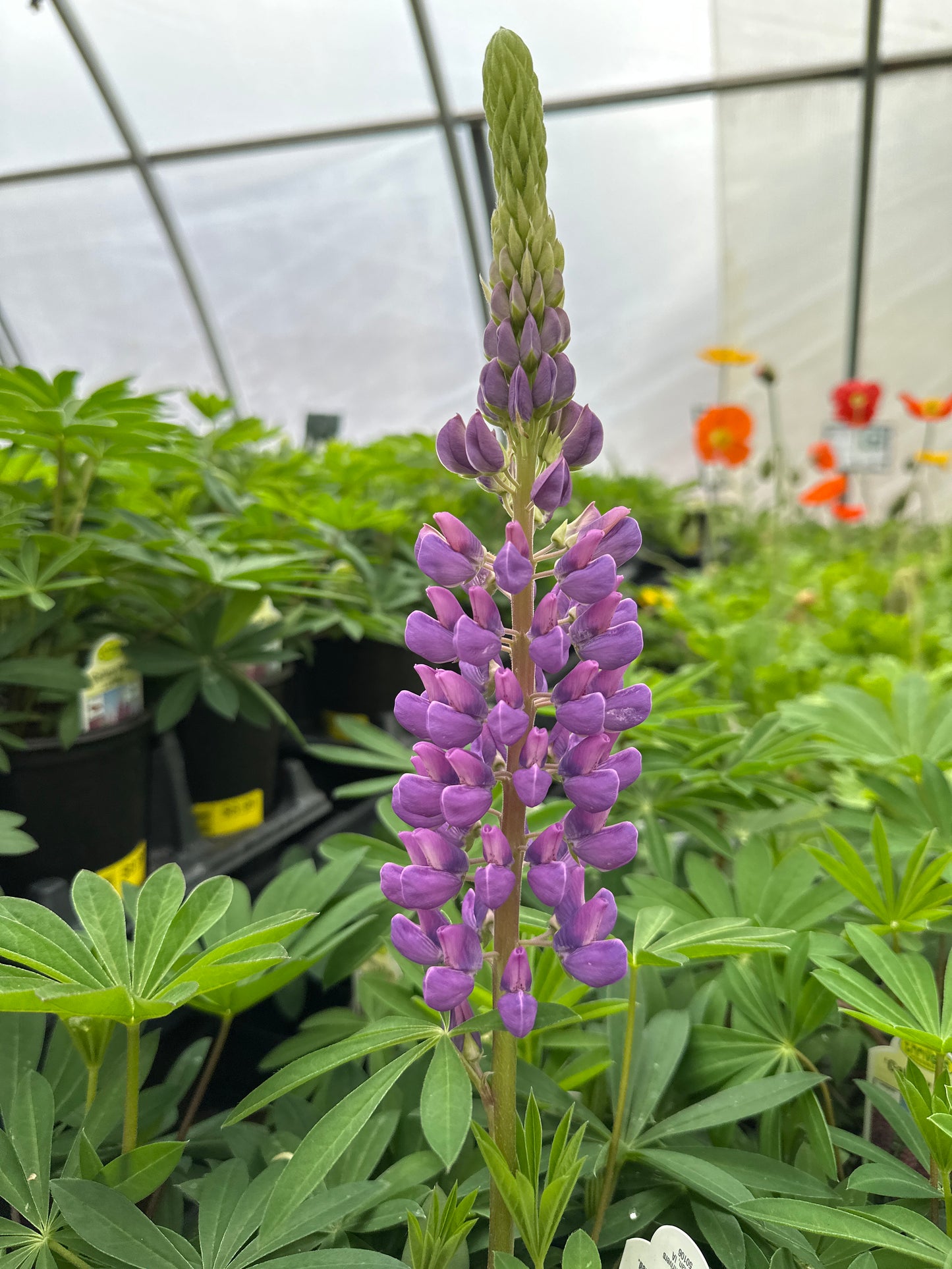 LUPINUS GALLERY BLUE LUPINE - QUART POT