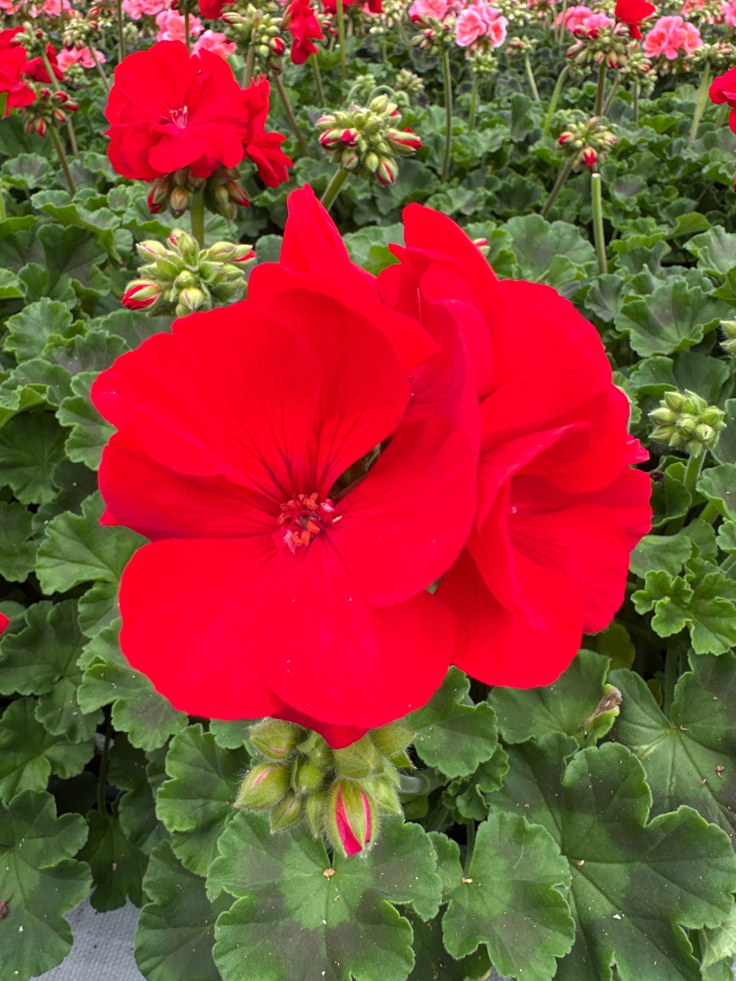 GERANIUM DYNAMO RED - 4" POT