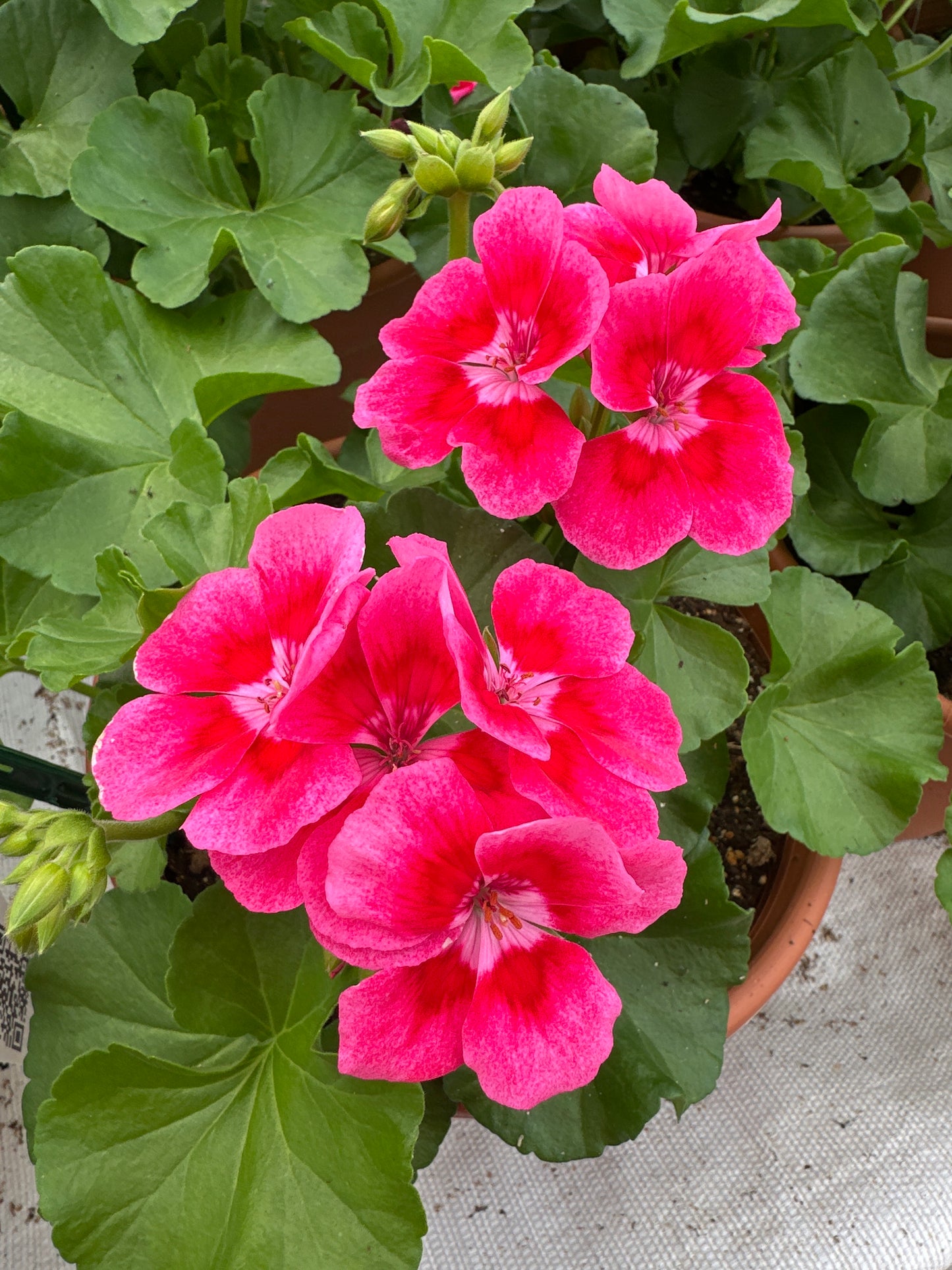 GERANIUM CALLIOPE MEDIUM ROSE MEGA SPLASH - 8" POT
