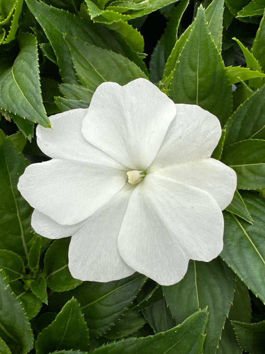 IMPATIENS SONIC WHITE - 4" POT
