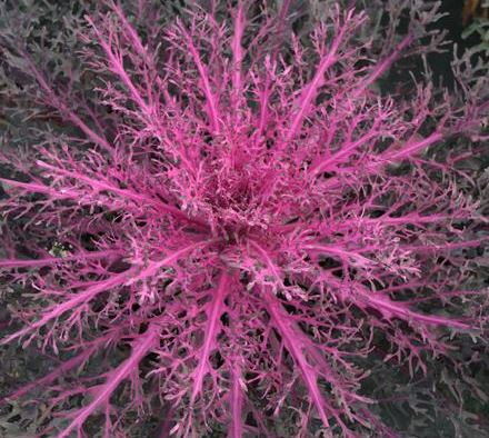 FLOWERING KALE PEACOCK RED