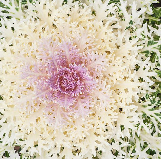 FLOWERING KALE PEACOCK WHITE