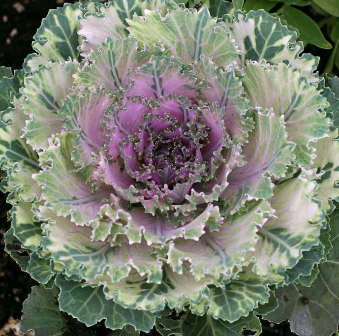 FLOWERING KALE SONGBIRD PINK