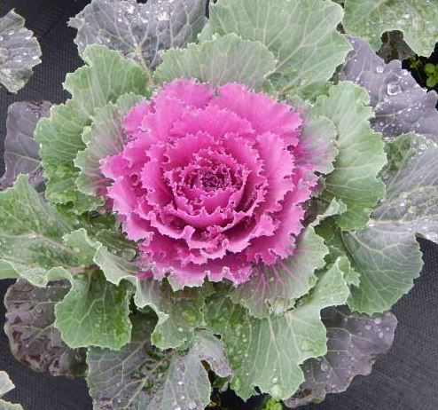 FLOWERING KALE SONGBIRD RED