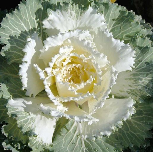 FLOWERING KALE SONGBIRD WHITE