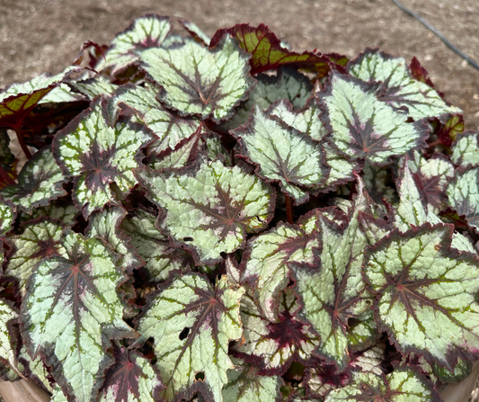 BEGONIA REX BEWITCHED WHITE - QUART POT