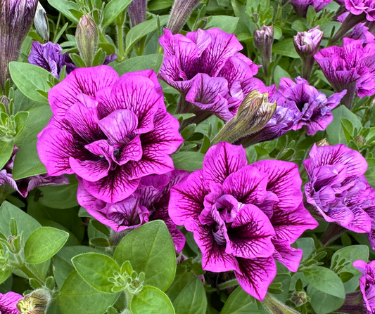 PETUNIA VERANDA DOUBLE SUGAR PLUM - 4'' POT