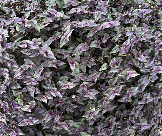 TRADESCANTIA BRIDAL VEIL PURPLE - 4'' POT