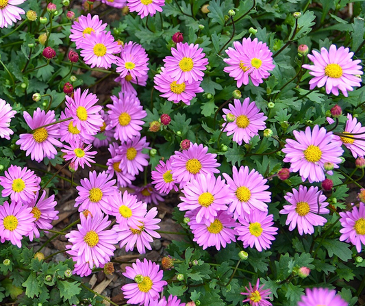 BRACHYSOME FRESCO CANDY - 4'' POT