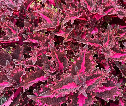 COLEUS TERRASCAPE PINK RIBBONS - 4'' POT