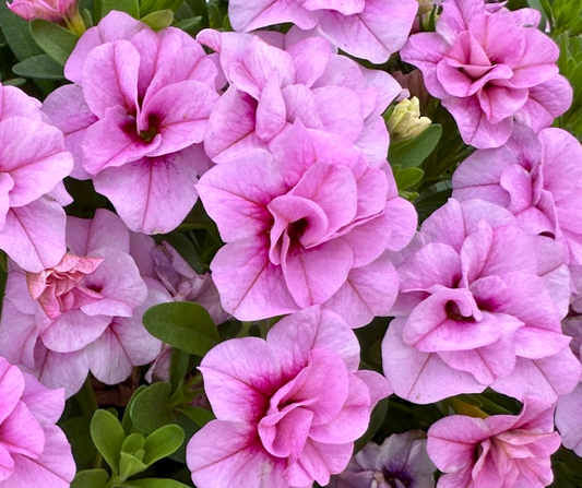 CALIBRACHOA MINIFAMOUS UNO DOUBLE LIGHT PINK - 4'' POT