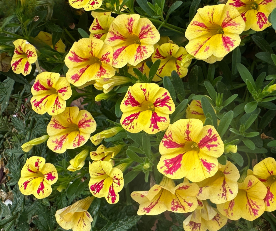 CALIBRACHOA CANDY SHOP CANDY BOQUET - 4'' POT