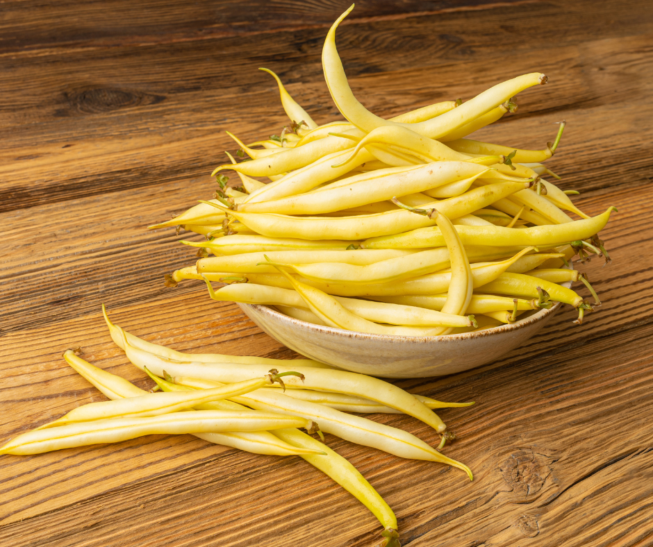 BEAN BUSH ROCDOR - FLAT OF 32 PLANTS