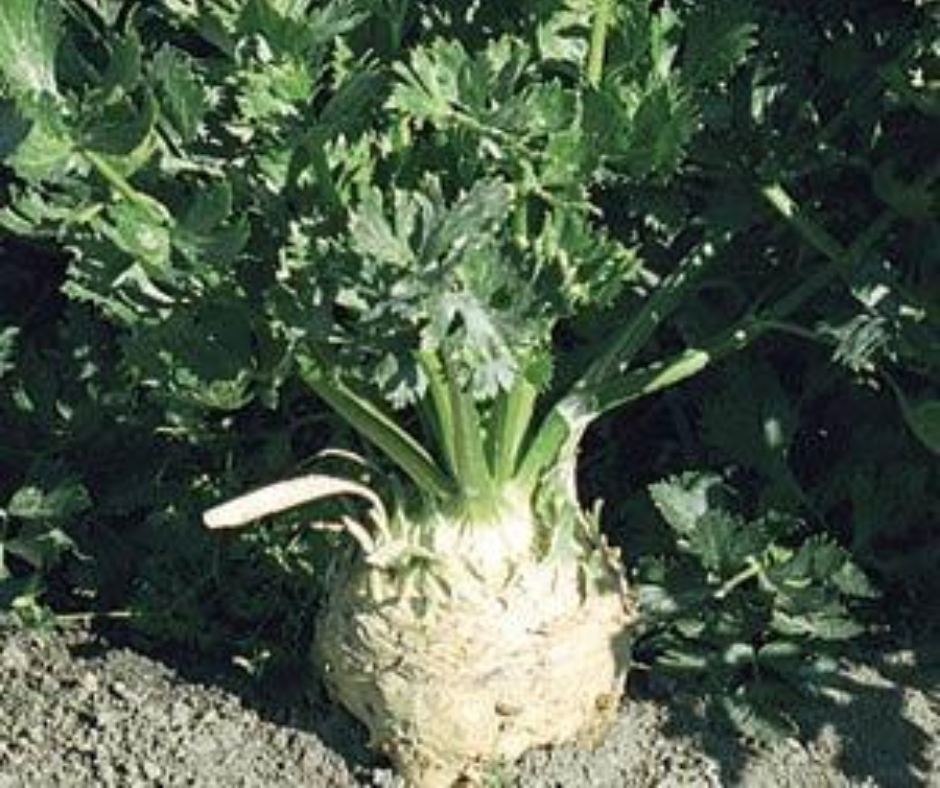 CELERIAC ROWENA - FLAT OF 32 PLANTS