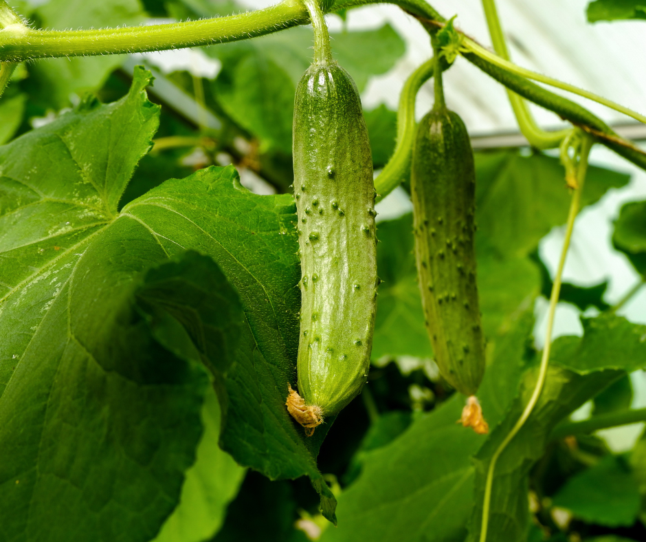 CUCUMBER BUSH PICKLE - FLAT OF 32 PLANTS