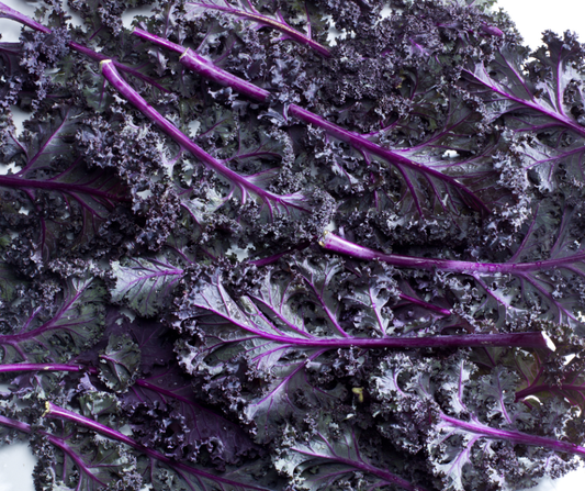 KALE SUNBORE - QUART POT