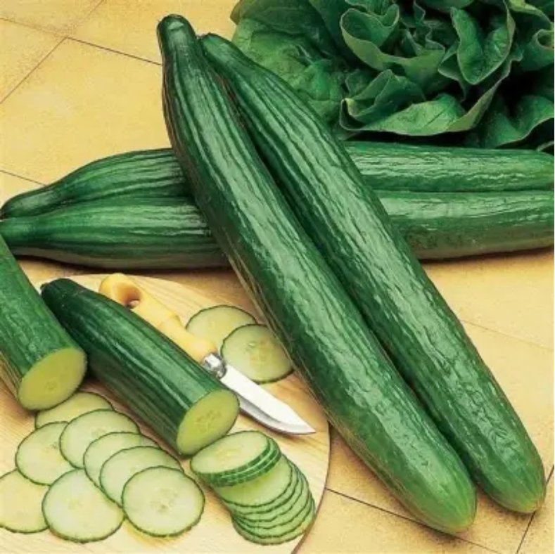 CUCUMBER SLICING TELEGRAPH - 4'' POT