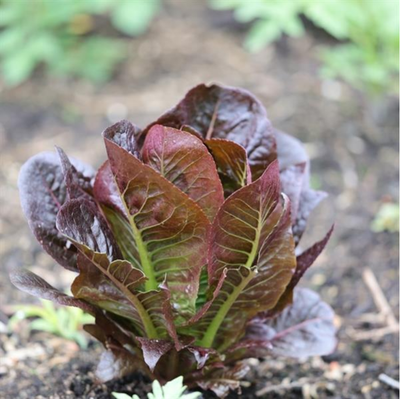 LETTUCE RED ROMAINE CIMMARON - FLAT OF 32 PLANTS