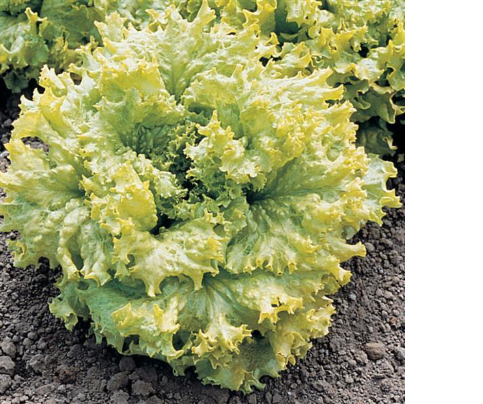 LETTUCE SIMPSON ELITE - FLAT OF 32 PLANTS