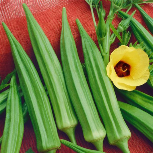 OKRA JADE - FLAT OF 32 PLANTS