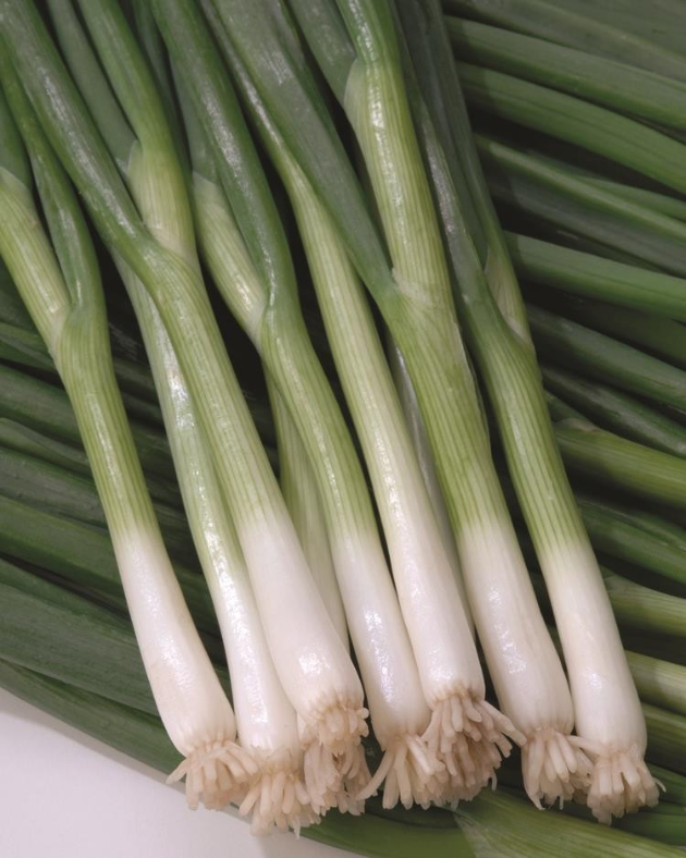 ONION GREEN BANNER BUNCHING - FLAT OF 32 PLANTS