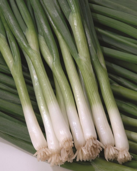 ONION GREEN BANNER BUNCHING - FLAT OF 32 PLANTS