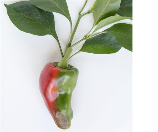 PEPPER CORNO DI TORO - 4'' POT