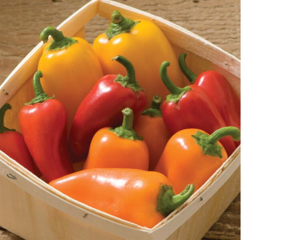 PEPPER LUNCHBOX MIX - 4'' POT